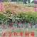 正宗红车树苗红枝蒲桃木小苗绿化园林盆景地栽植物