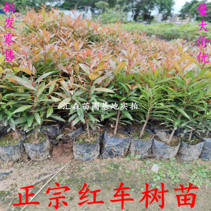 正宗红车树苗红枝蒲桃木小苗绿化园林盆景地栽植物