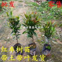 正宗红车树苗红枝蒲桃木小苗绿化园林盆景地栽植物