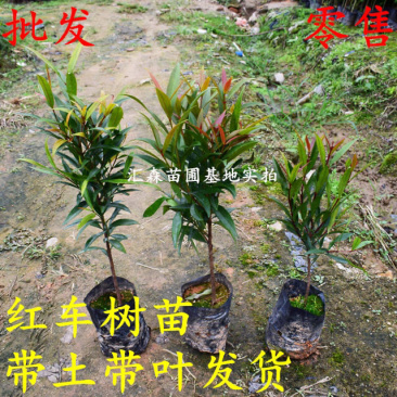 正宗红车树苗红枝蒲桃木小苗绿化园林盆景地栽植物