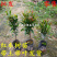 正宗红车树苗红枝蒲桃木小苗绿化园林盆景地栽植物
