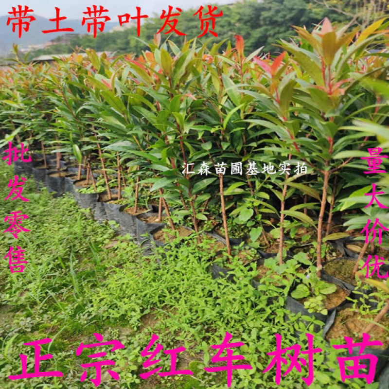 正宗红车树苗红枝蒲桃木小苗绿化园林盆景地栽植物