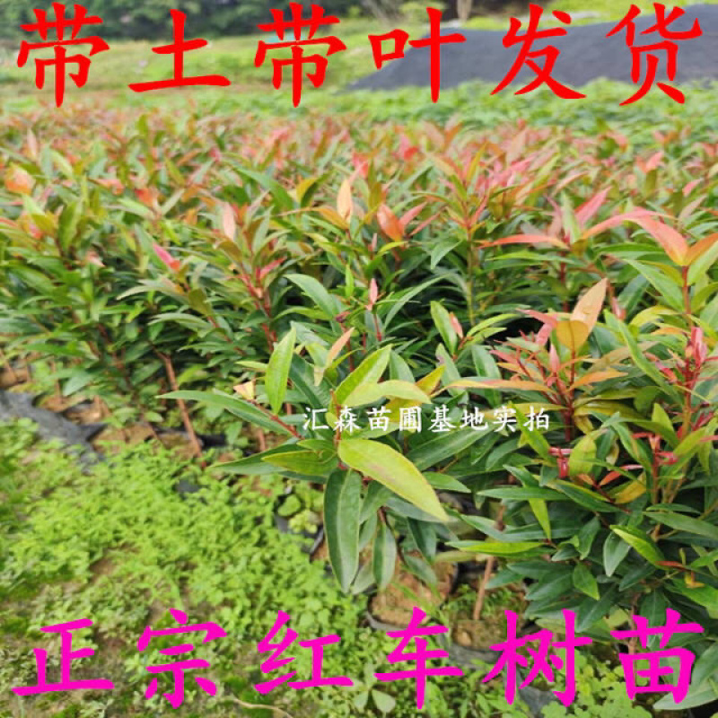 正宗红车树苗红枝蒲桃木小苗绿化园林盆景地栽植物