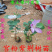 南方紫荆花观叶观花植物宫粉紫荆树庭院道路盆栽地栽
