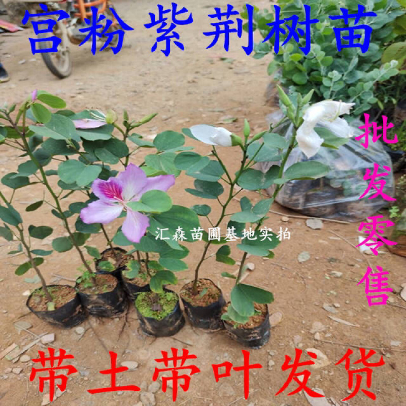 南方紫荆花观叶观花植物宫粉紫荆树庭院道路盆栽地栽
