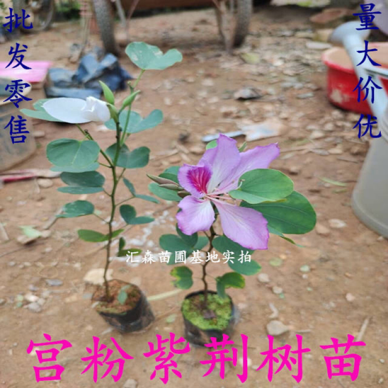 南方紫荆花观叶观花植物宫粉紫荆树庭院道路盆栽地栽
