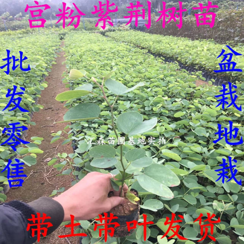 南方紫荆花观叶观花植物宫粉紫荆树庭院道路盆栽地栽