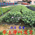 南方紫荆花观叶观花植物宫粉紫荆树庭院道路盆栽地栽