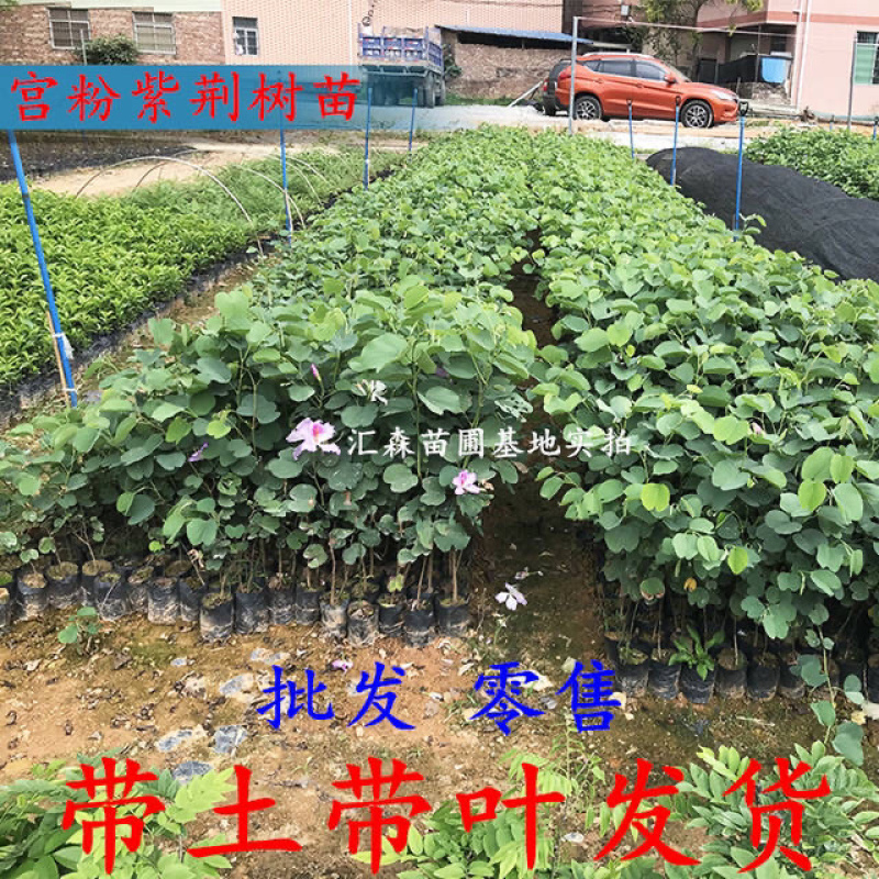 南方紫荆花观叶观花植物宫粉紫荆树庭院道路盆栽地栽
