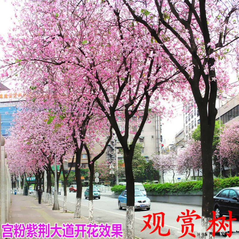 南方紫荆花观叶观花植物宫粉紫荆树庭院道路盆栽地栽