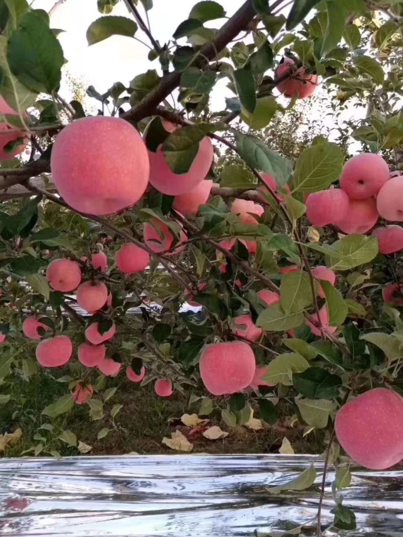 陕西白水苹果香脆可口甜