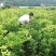 四川苍溪柑桔苗,耙耙柑春见现挖现发,包技术,全国发货