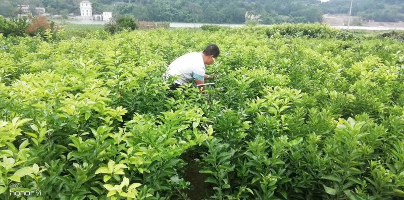 四川苍溪柑桔苗，耙耙柑春见现挖现发，包技术，全国发货