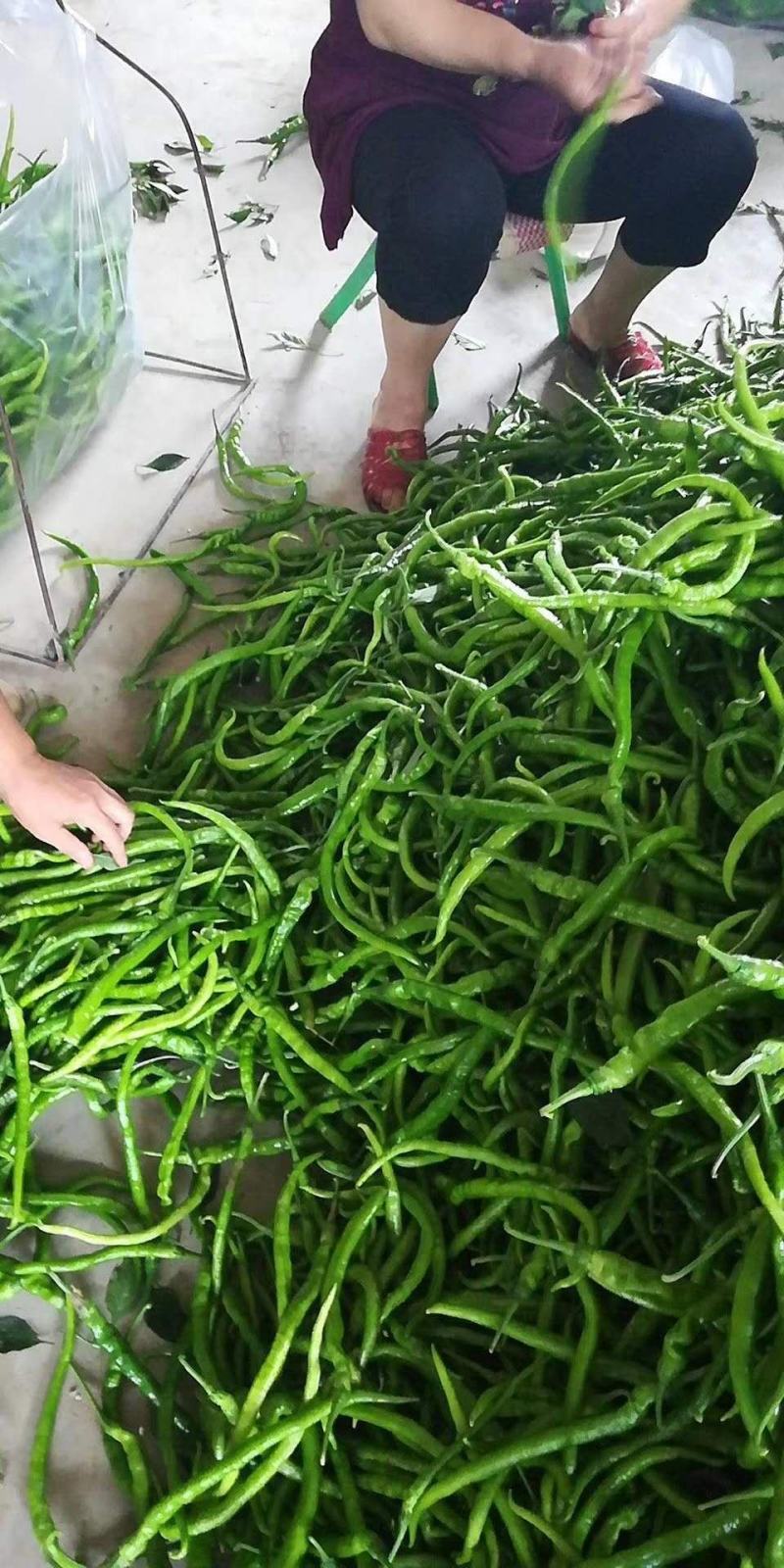 二炮线椒螺丝椒棍棍辣椒产地直销视频看菜欢迎联系长期合作