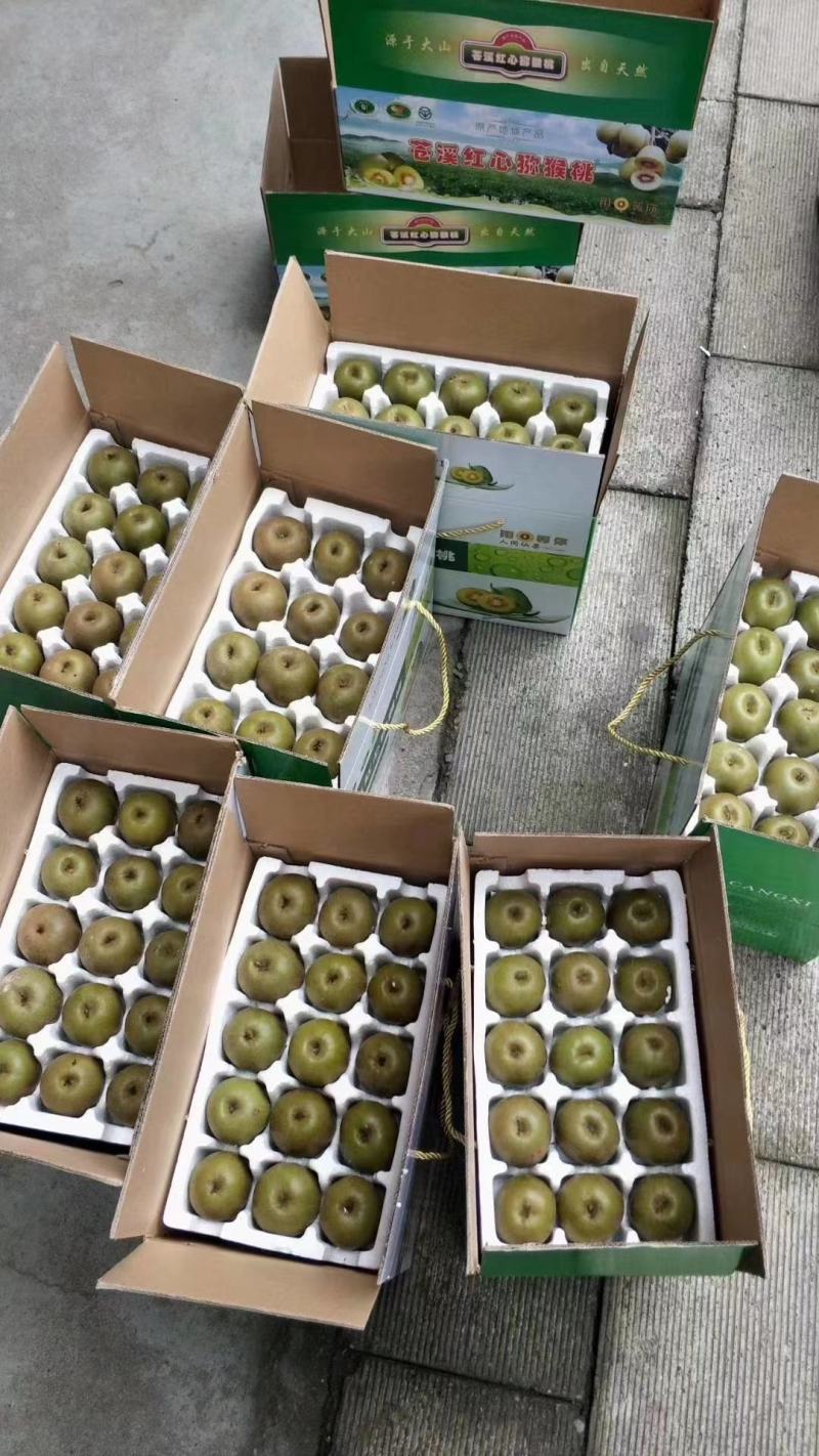 四川苍溪红心猕猴桃苗产地现挖现发品种纯正免费指导技术