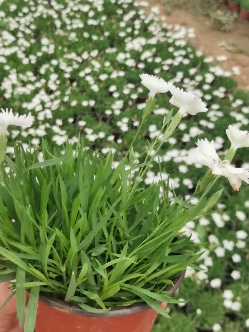 营养杯双色盆多规格欧石竹种植基地。绿化工程用苗花海打造