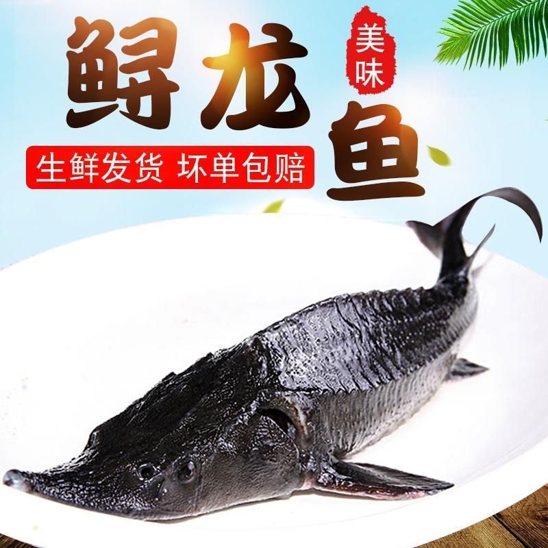 鲟龙鱼，无刺鲟龙鱼软骨脆骨新鲜海鲜水产鲜活生鲜食用活