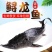 鲟龙鱼，无刺鲟龙鱼软骨脆骨新鲜海鲜水产鲜活生鲜食用活