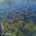 鲟龙鱼，无刺鲟龙鱼软骨脆骨新鲜海鲜水产鲜活生鲜食用活