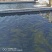鲟龙鱼，无刺鲟龙鱼软骨脆骨新鲜海鲜水产鲜活生鲜食用活