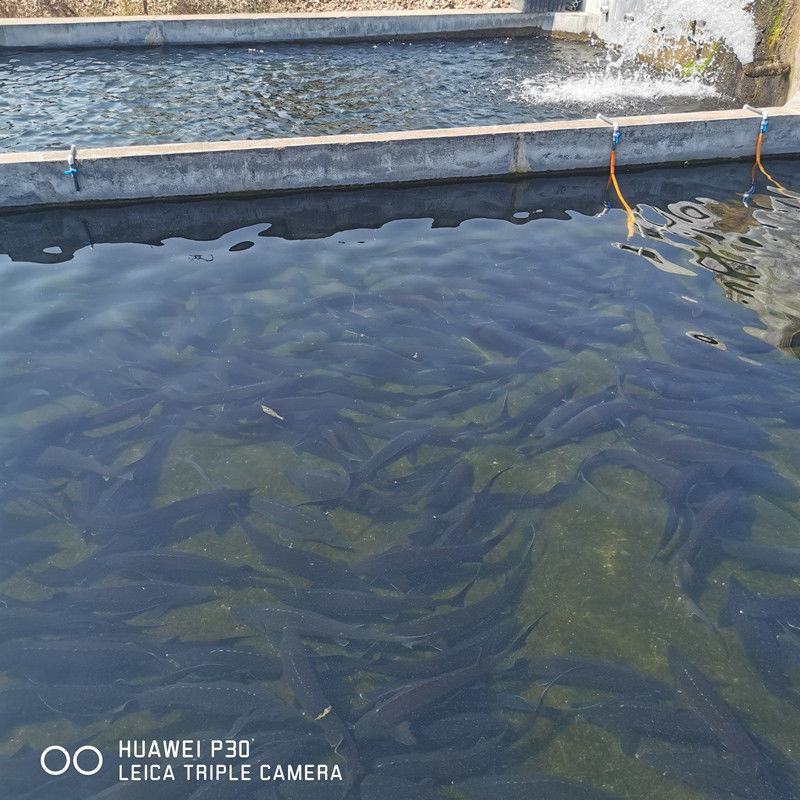 鲟龙鱼，无刺鲟龙鱼软骨脆骨新鲜海鲜水产鲜活生鲜食用活