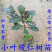 非洲小叶榄仁公园小区行道绿化庭院遮荫雨伞榄仁树苗