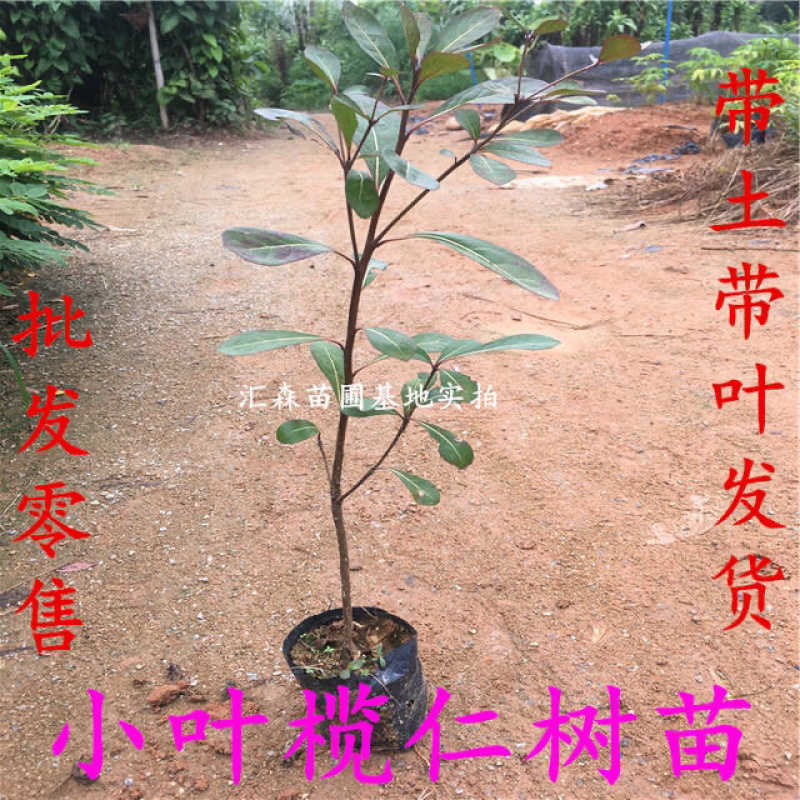 非洲小叶榄仁公园小区行道绿化庭院遮荫雨伞榄仁树苗