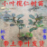 非洲小叶榄仁公园小区行道绿化庭院遮荫雨伞榄仁树苗