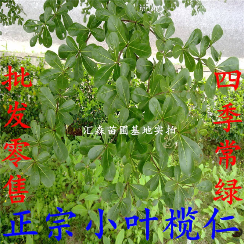 非洲小叶榄仁公园小区行道绿化庭院遮荫雨伞榄仁树苗
