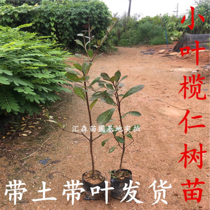 非洲小叶榄仁公园小区行道绿化庭院遮荫雨伞榄仁树苗