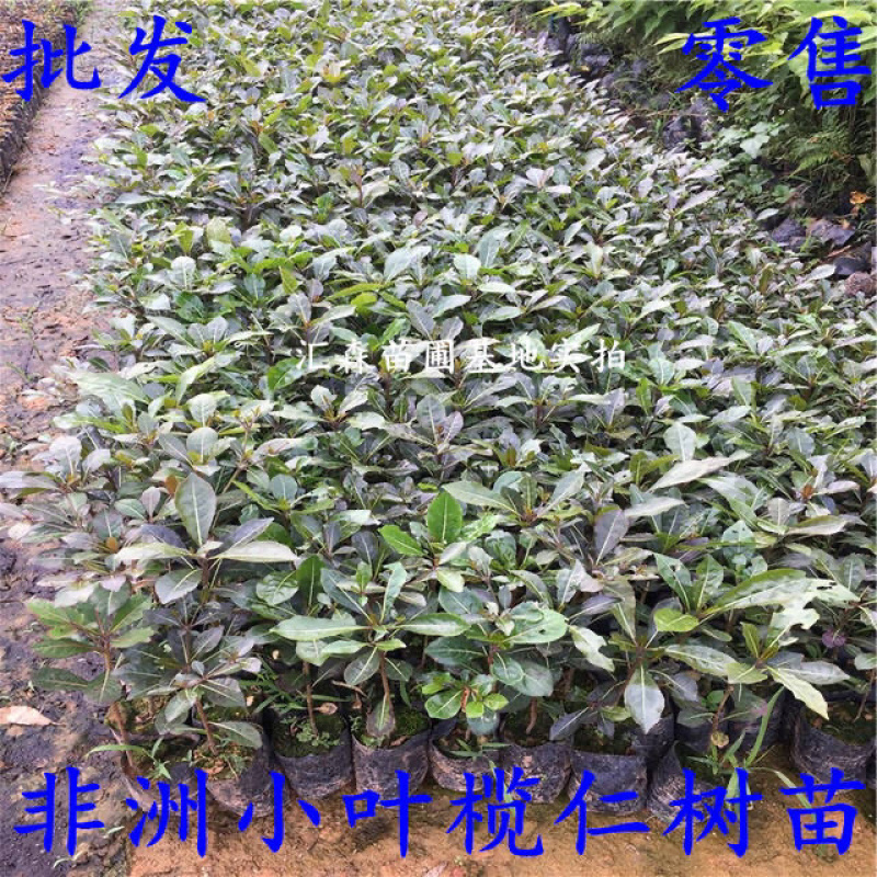 非洲小叶榄仁公园小区行道绿化庭院遮荫雨伞榄仁树苗