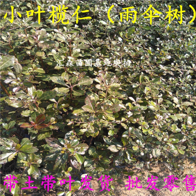 非洲小叶榄仁公园小区行道绿化庭院遮荫雨伞榄仁树苗