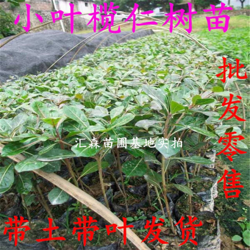 非洲小叶榄仁公园小区行道绿化庭院遮荫雨伞榄仁树苗
