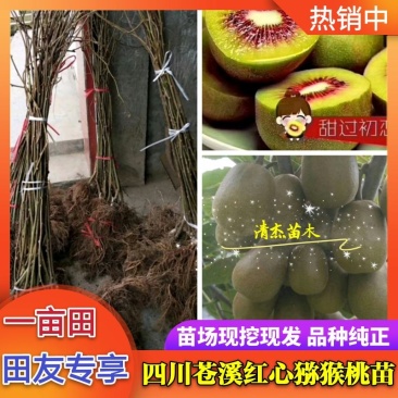 四川苍溪红心猕猴桃苗产地现挖现发品种纯正免费指导技术