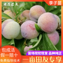 四川苍溪县蜂糖李子苗现挖现发规格齐全品种纯正免费指导