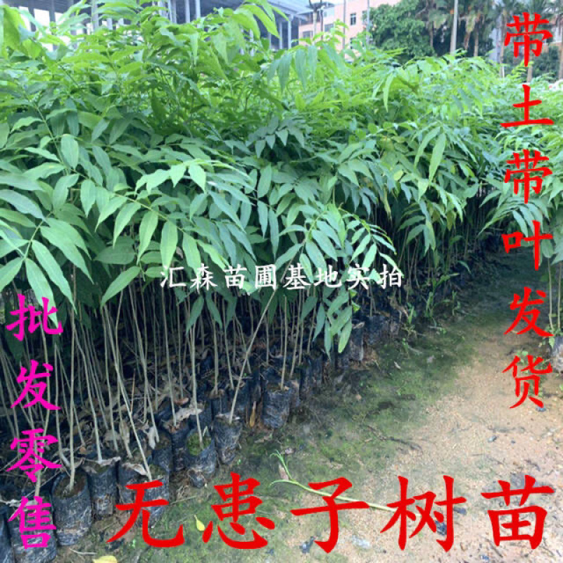 无患子树苗无患子小苗镇宅保平安辟邪无患子小苗