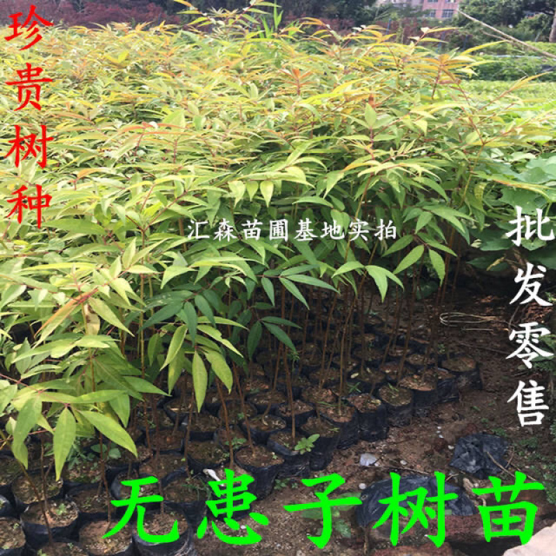 无患子树苗无患子小苗镇宅保平安辟邪无患子小苗