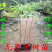 无患子树苗无患子小苗镇宅保平安辟邪无患子小苗