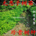 无患子树苗无患子小苗镇宅保平安辟邪无患子小苗