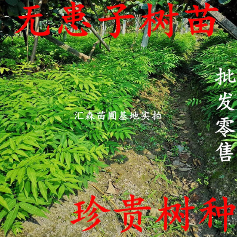 无患子树苗无患子小苗镇宅保平安辟邪无患子小苗