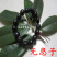 无患子树苗无患子小苗镇宅保平安辟邪无患子小苗
