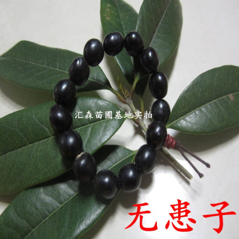 无患子树苗无患子小苗镇宅保平安辟邪无患子小苗
