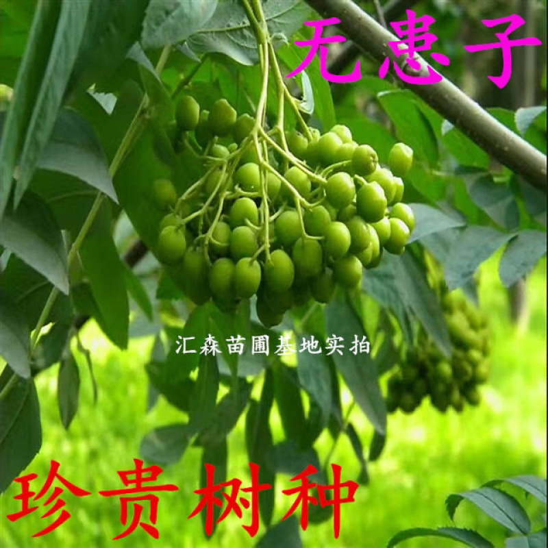 无患子树苗无患子小苗镇宅保平安辟邪无患子小苗