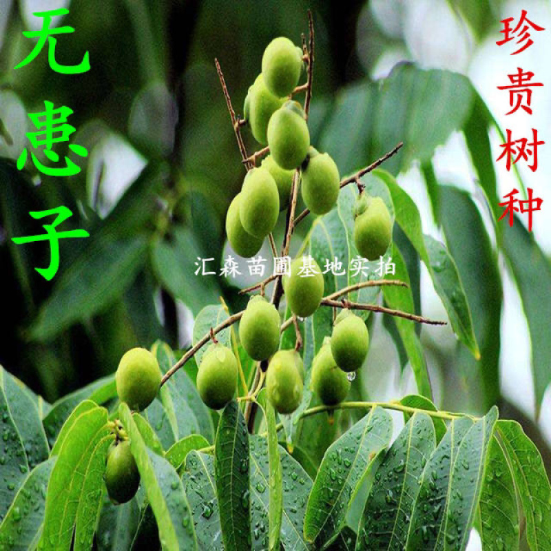 无患子树苗无患子小苗镇宅保平安辟邪无患子小苗