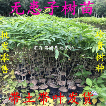 无患子树苗无患子小苗镇宅保平安辟邪无患子小苗