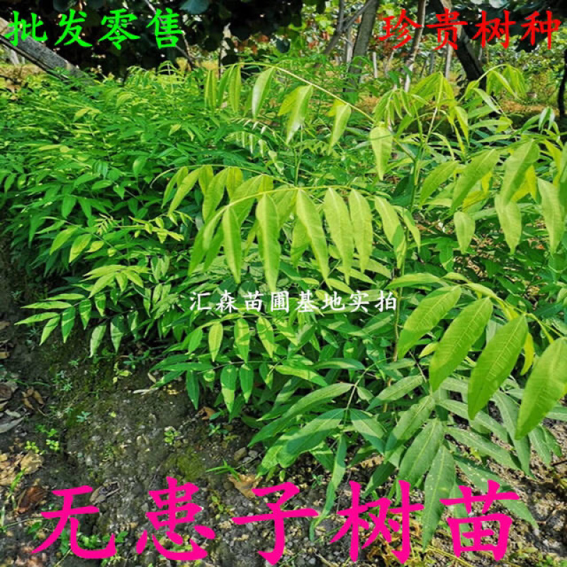 无患子树苗无患子小苗镇宅保平安辟邪无患子小苗