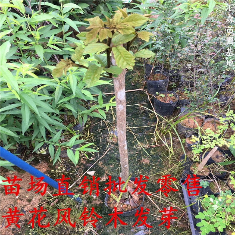 泰国黄花风铃树苗金花风铃木苗紫花风铃庭院树苗