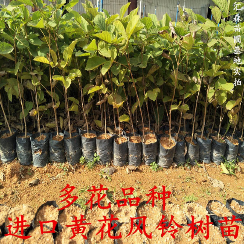 泰国黄花风铃树苗金花风铃木苗紫花风铃庭院树苗