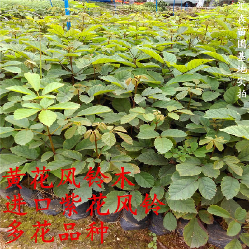 泰国黄花风铃树苗金花风铃木苗紫花风铃庭院树苗
