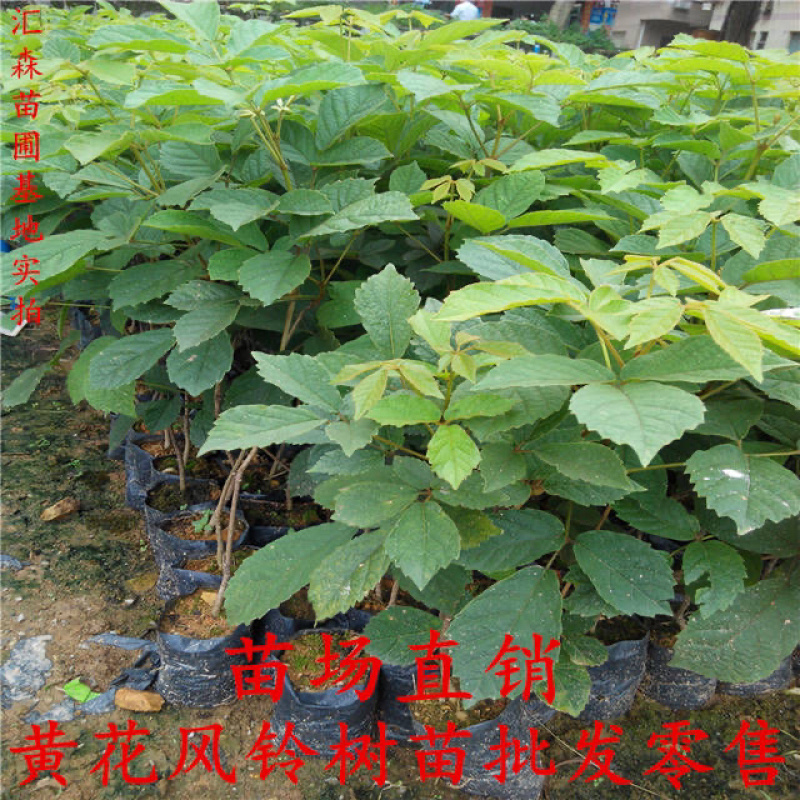 泰国黄花风铃树苗金花风铃木苗紫花风铃庭院树苗
